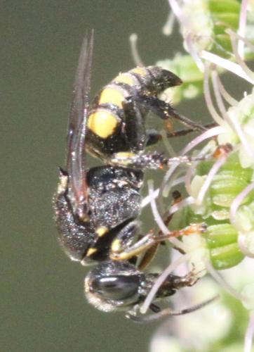 Oxybelus mucronatus